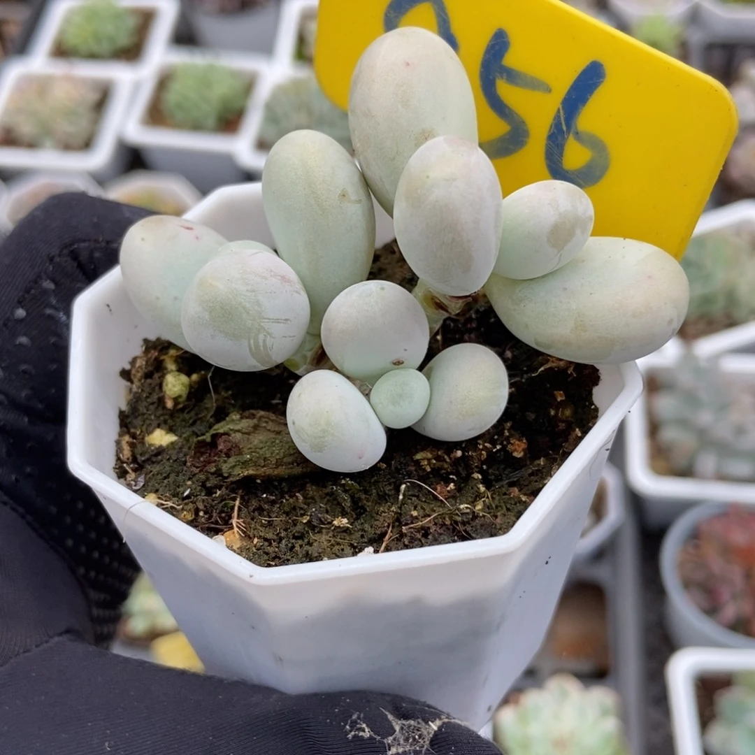 956彩虹奶多肉植物保护