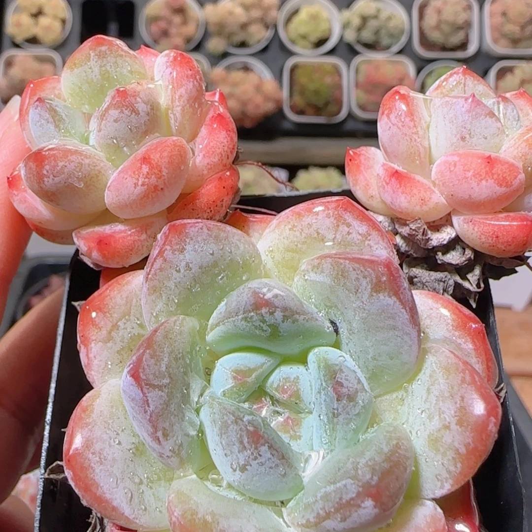 花语逸镜1024-37软糖