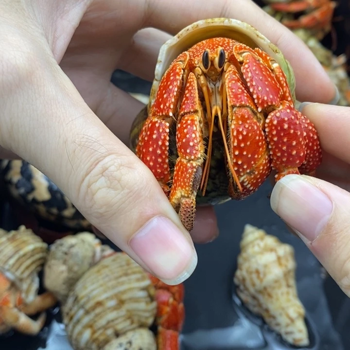 4.1口法拉利斐济草莓