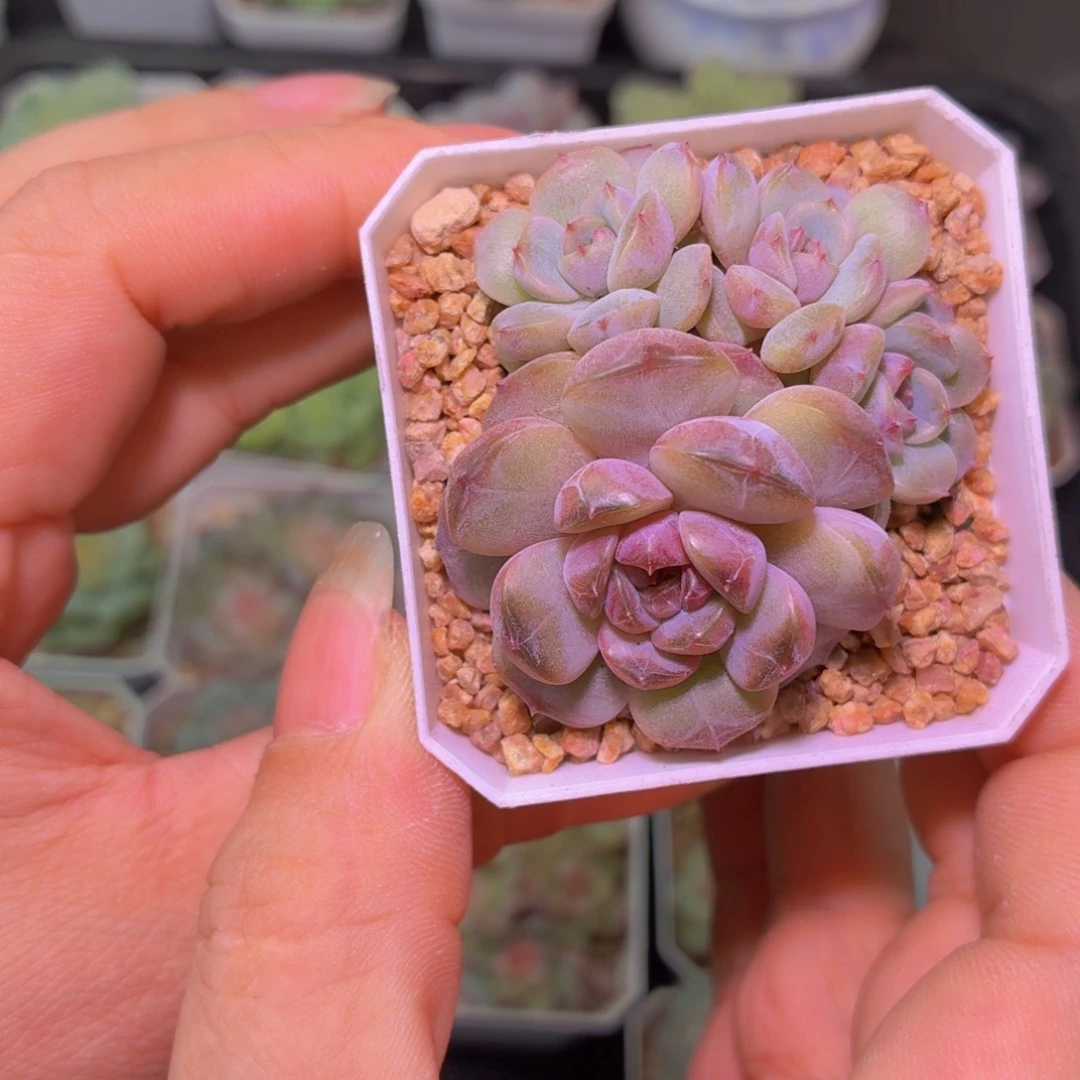 闹***记红色恋人多肉植物
