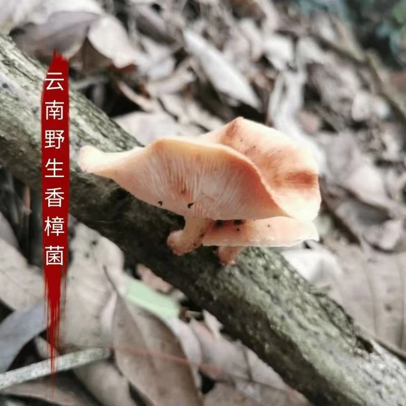 云南农家土特产香菌香蕈椴木蘑菇