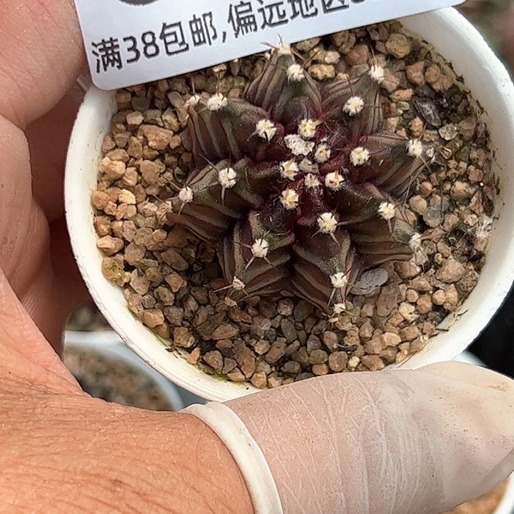 无花朵A***e678号米哈