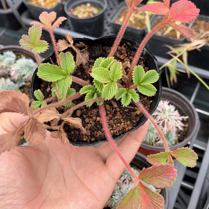 山野草盆栽数****.山野草
