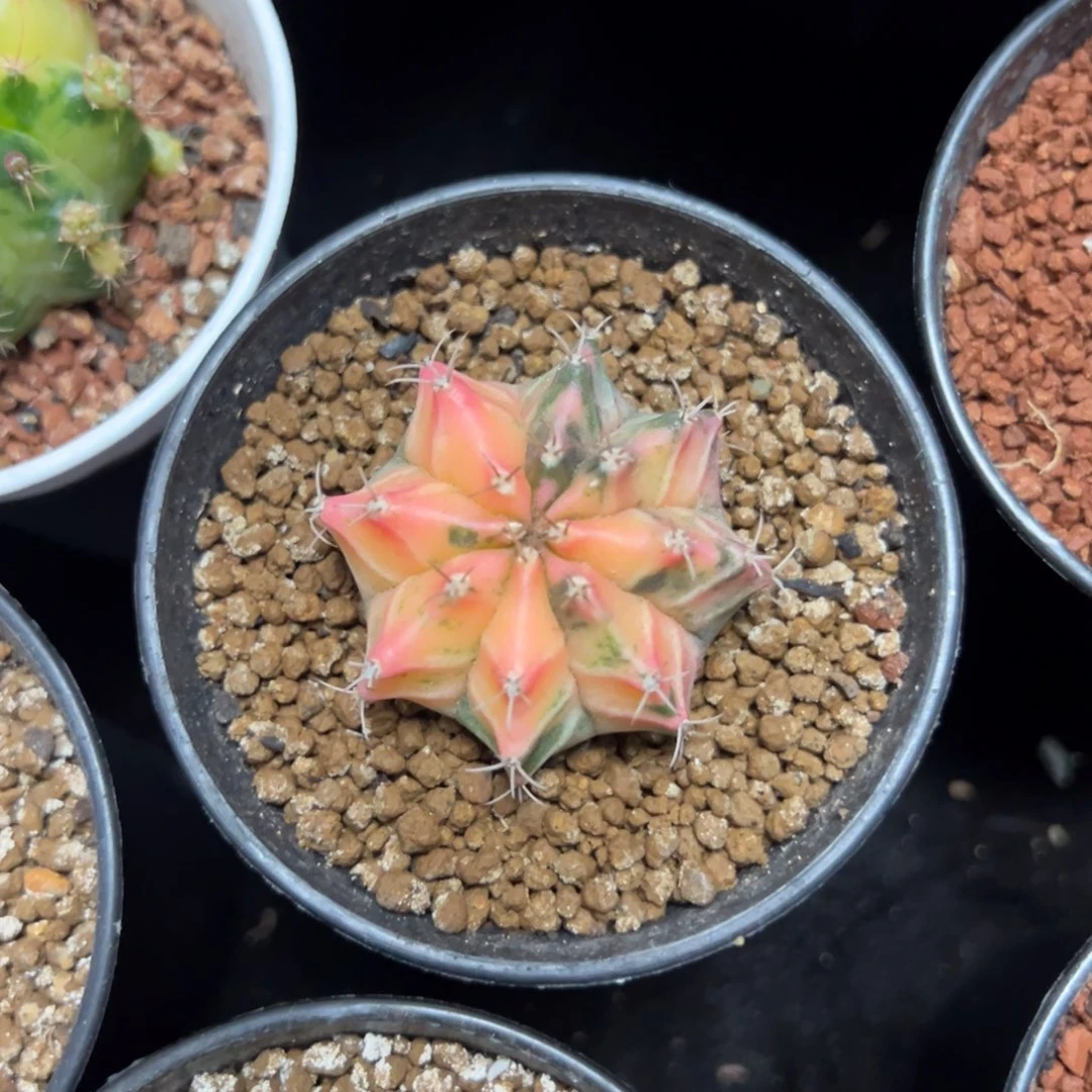 实生米哈锦带盆土发货13