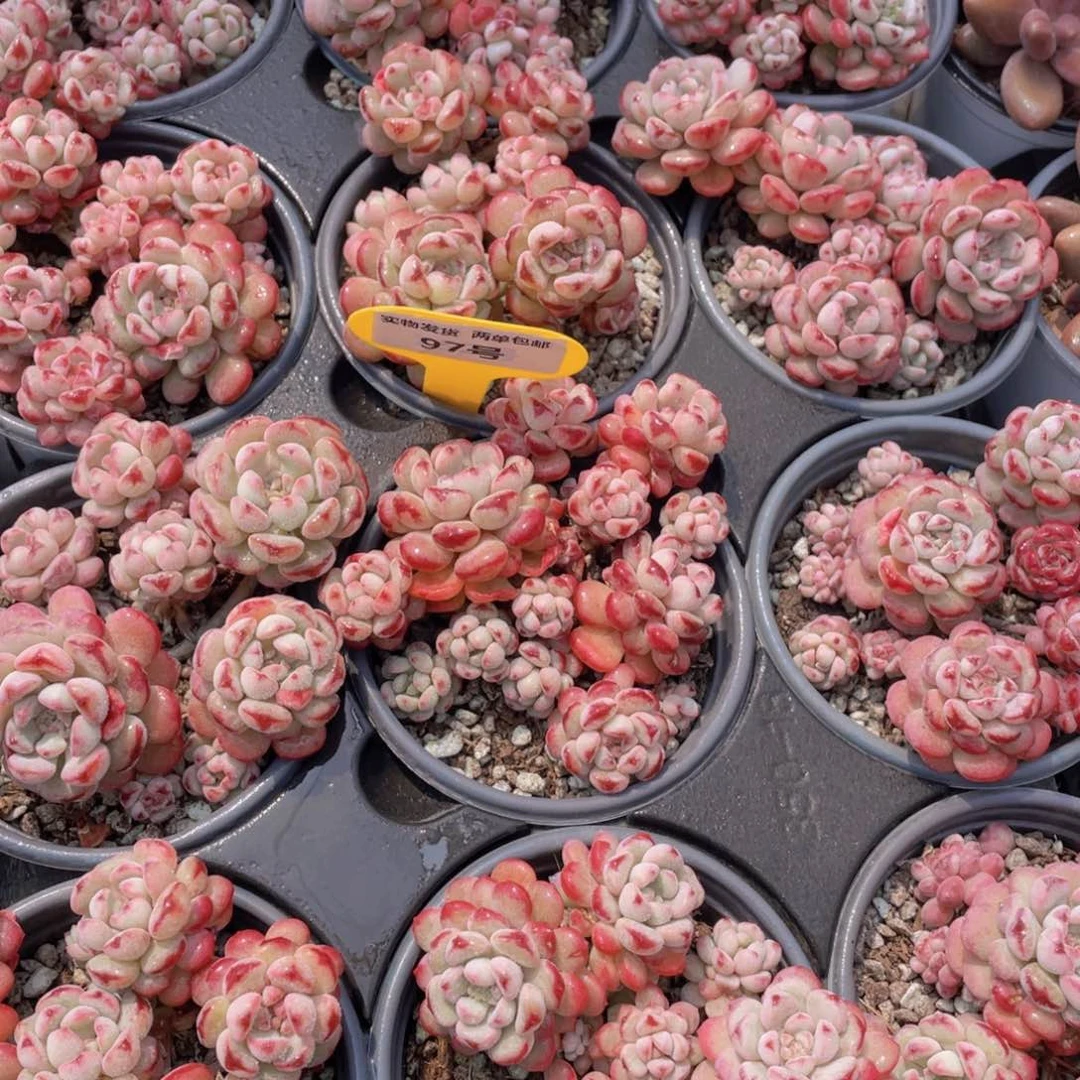 97号 萌豆老桩大群生一个