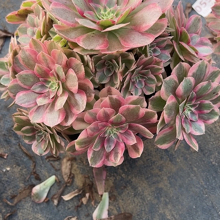 11.2-51云河多肉植物1