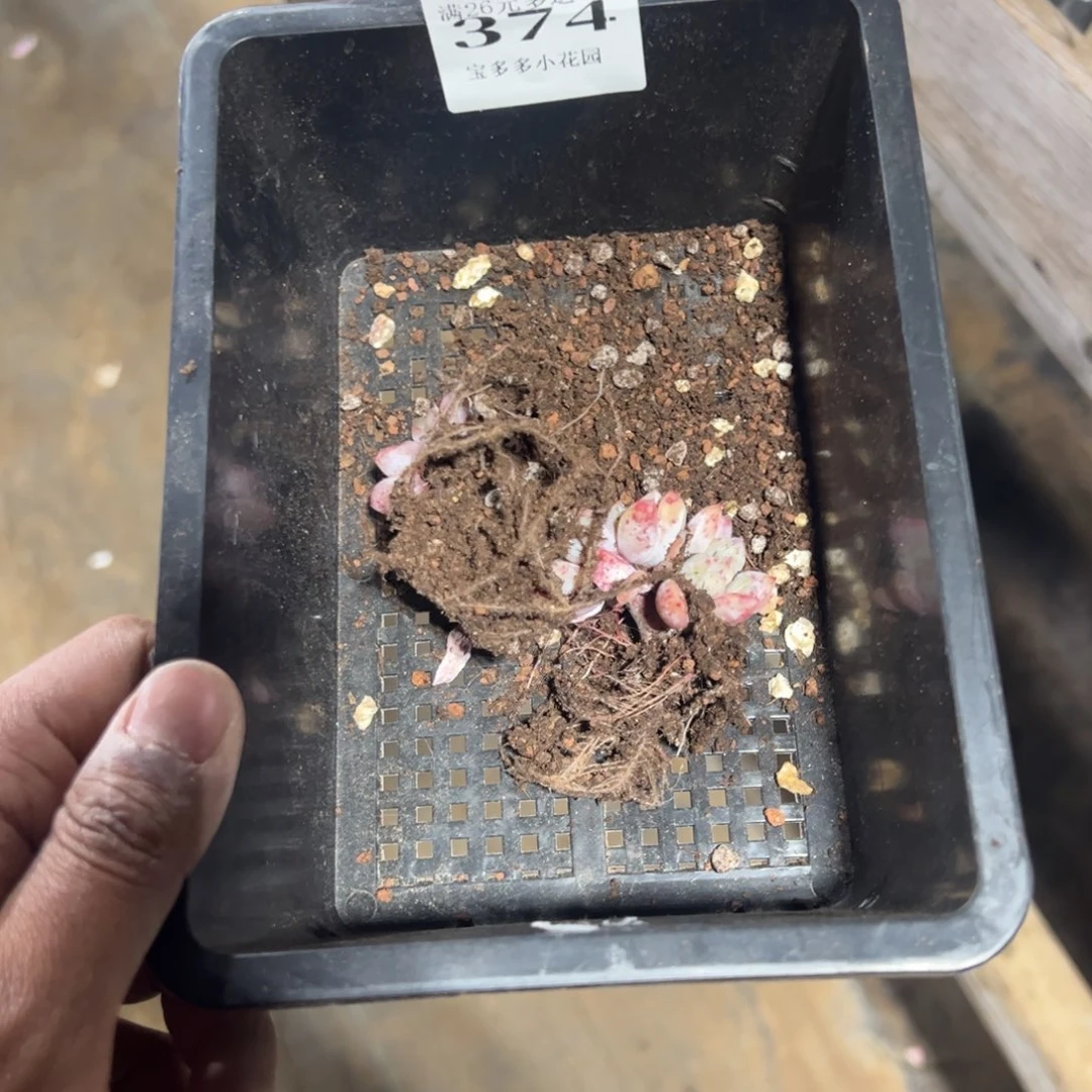 永***間374号梦露缀到手2颗一物一拍