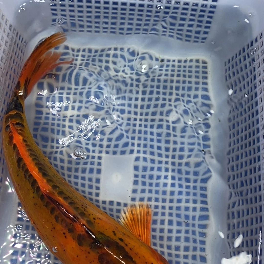 锦鲤冷水锦鲤包邮