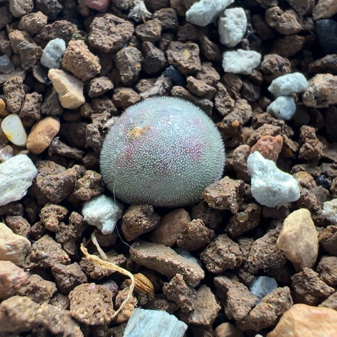 空蝉大眼睛多肉盆栽