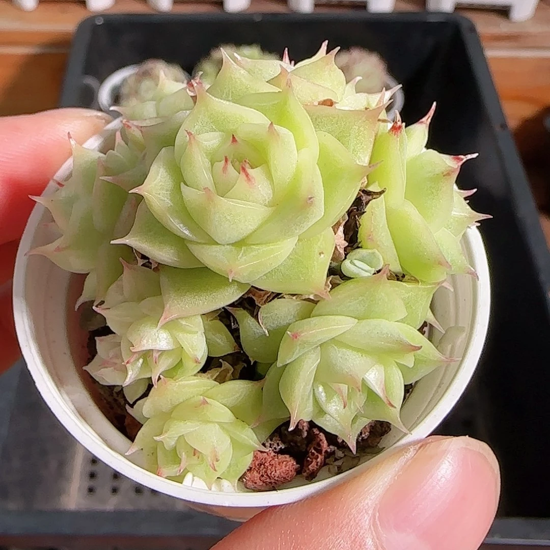 多肉1105--458麦秆