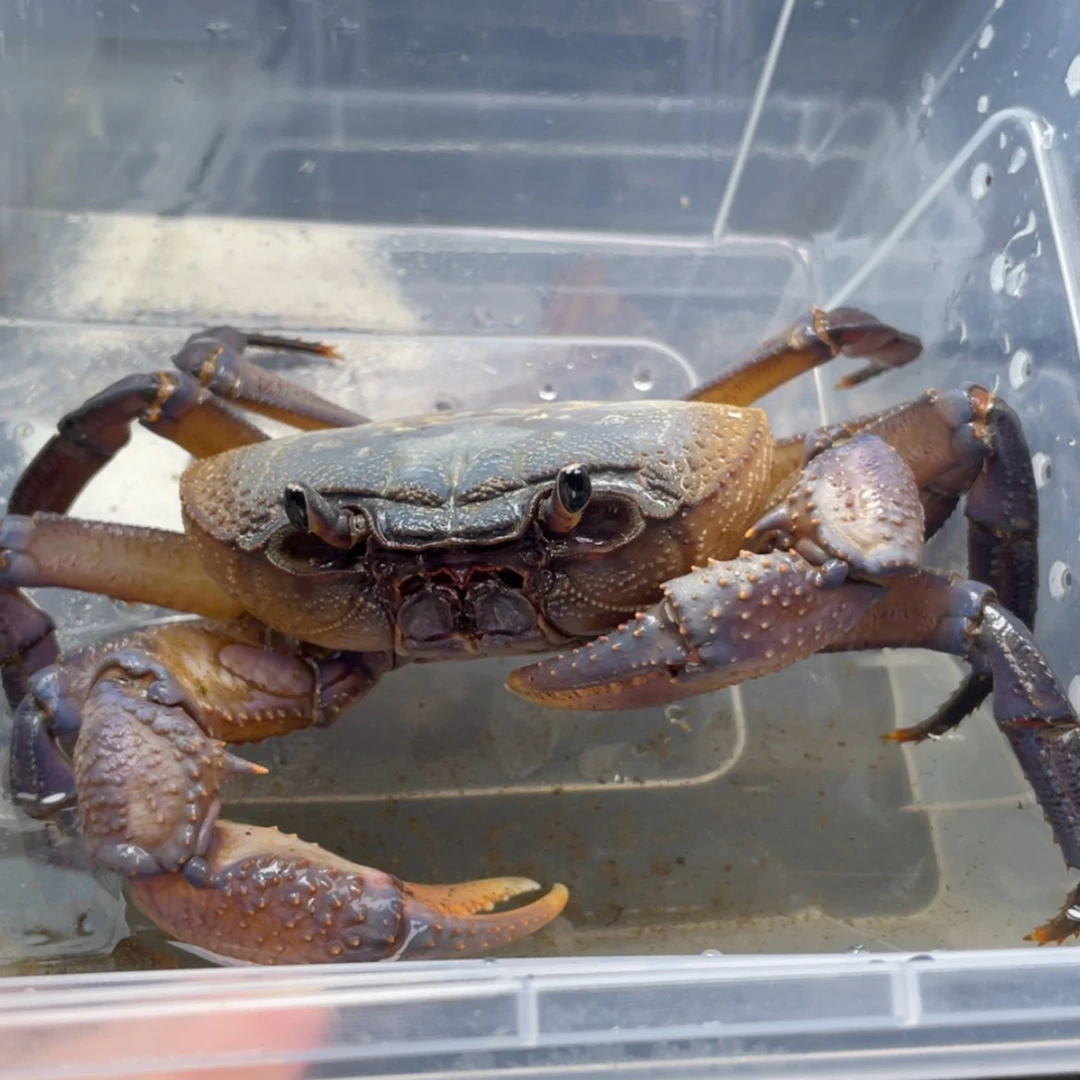 【闪购商品】陈*陈溪蟹