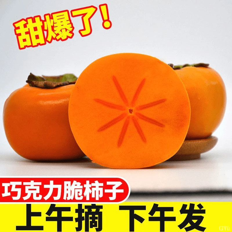 当季巧克力甜脆柿子脆柿子脆甜新鲜孕妇水果包邮批发不涩无籽柿子