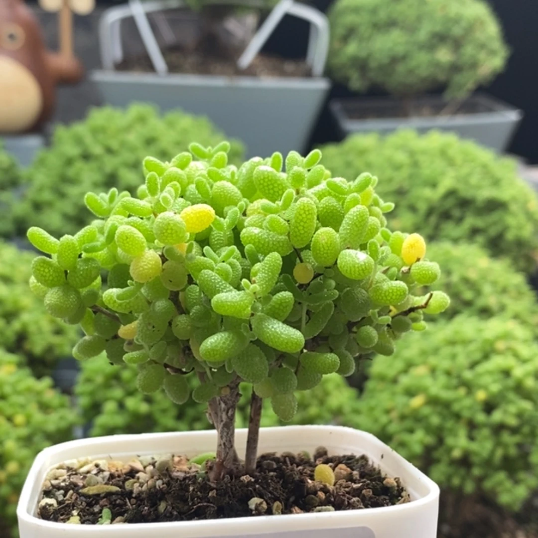 蜜橘糖球8343枝干番杏