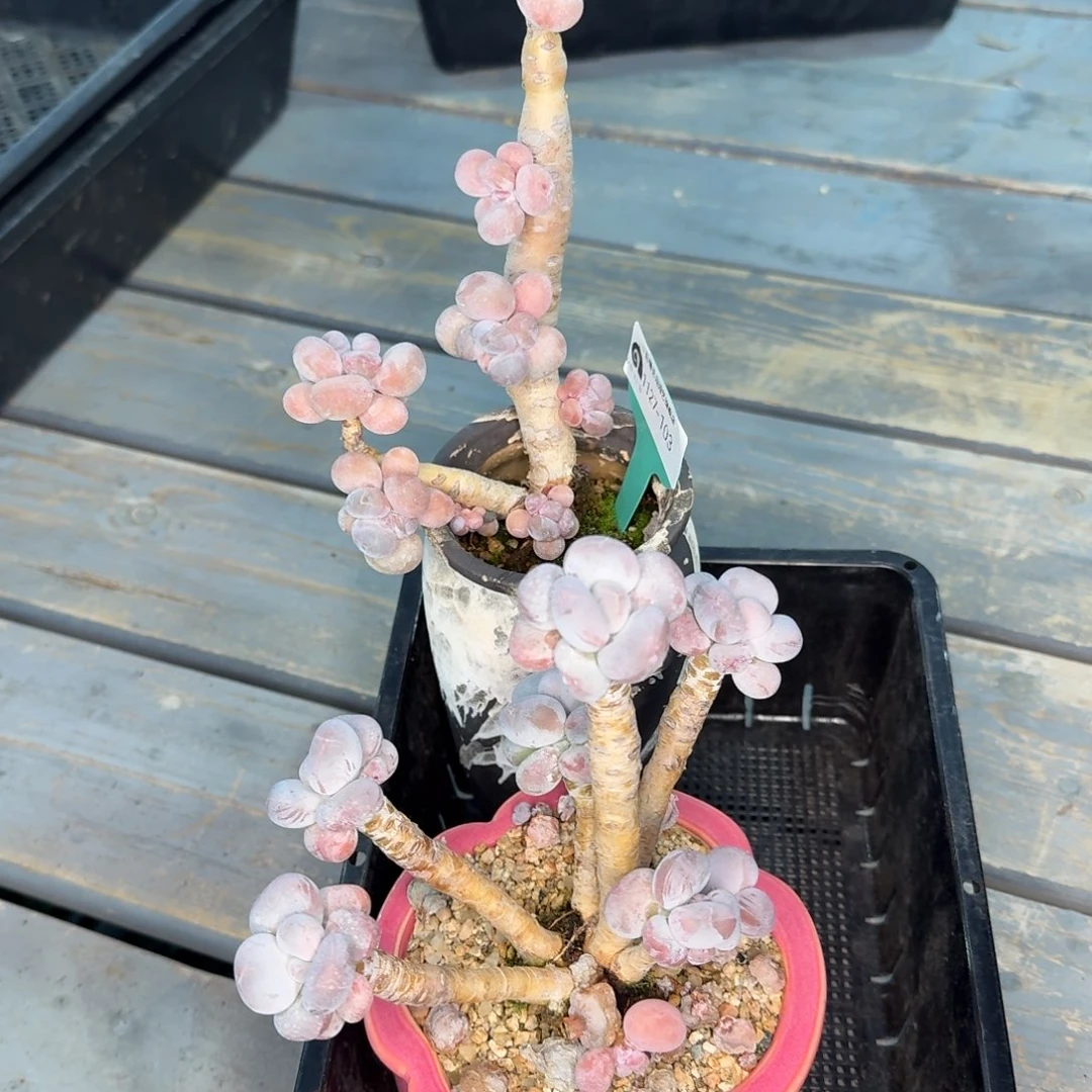 从前慢多肉精选编号1127.103