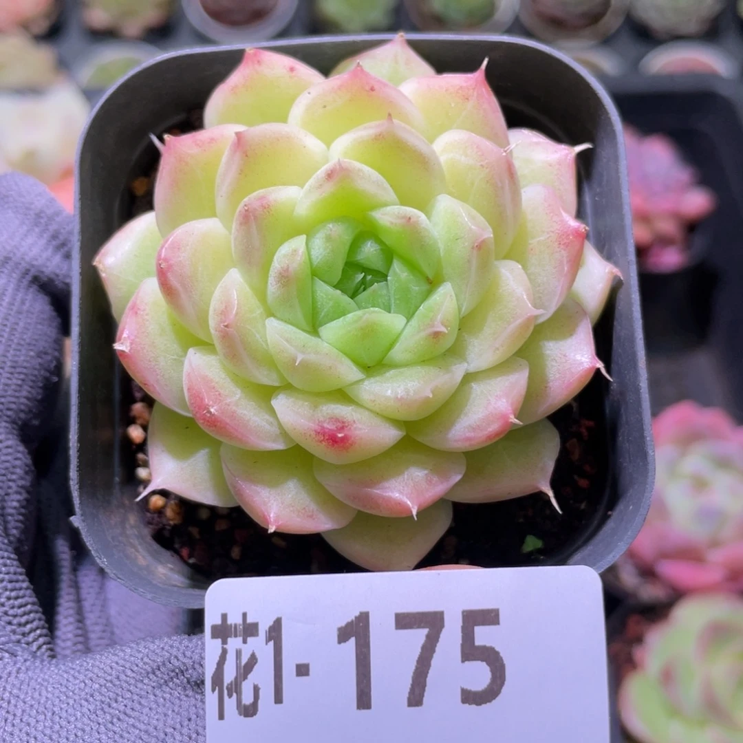 花利美1-  175麦秆