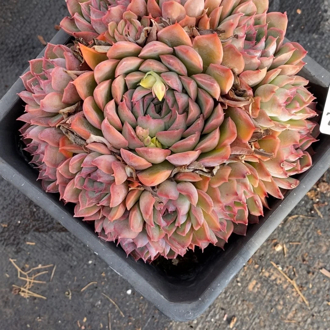 红*7943杂交多肉老桩