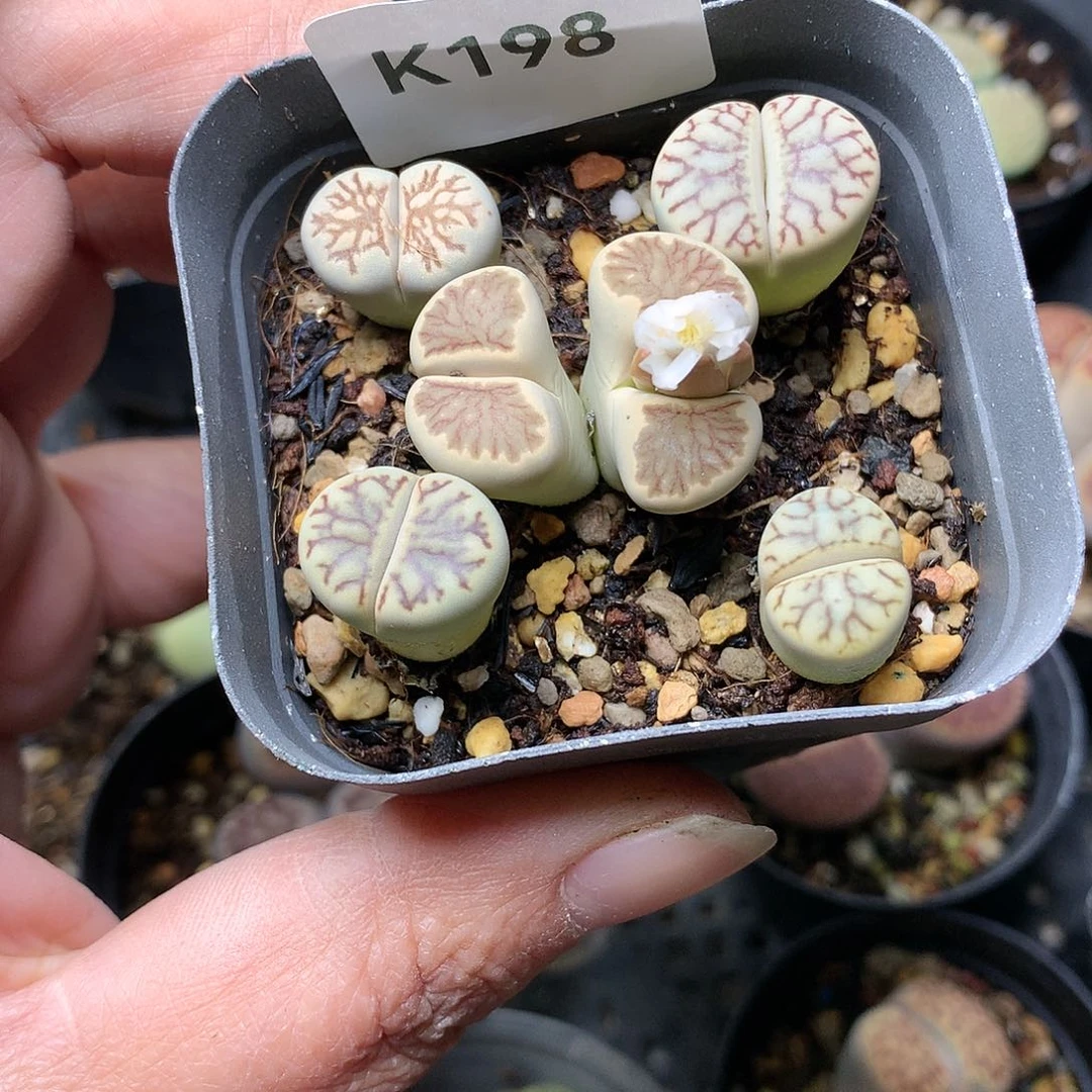 K198多肉植物保护研究所