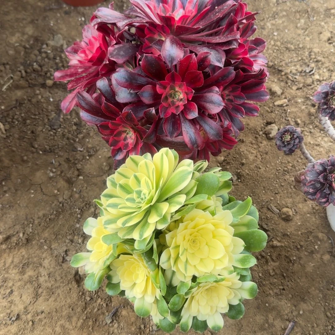 辉*961号2颗美杜 辛尼亚清棚不包损