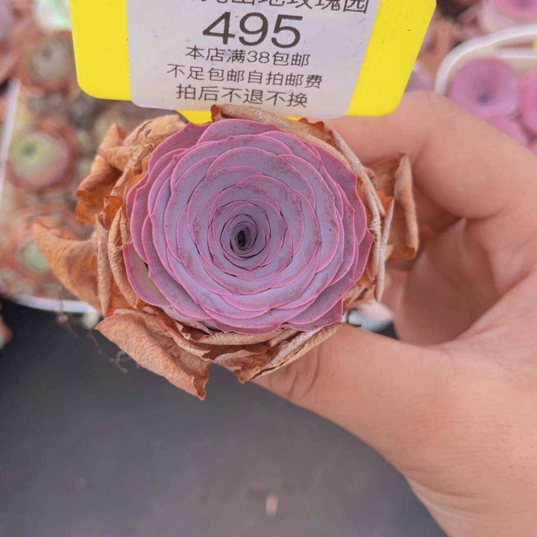 心****山地玫瑰495满38包邮裸根发货