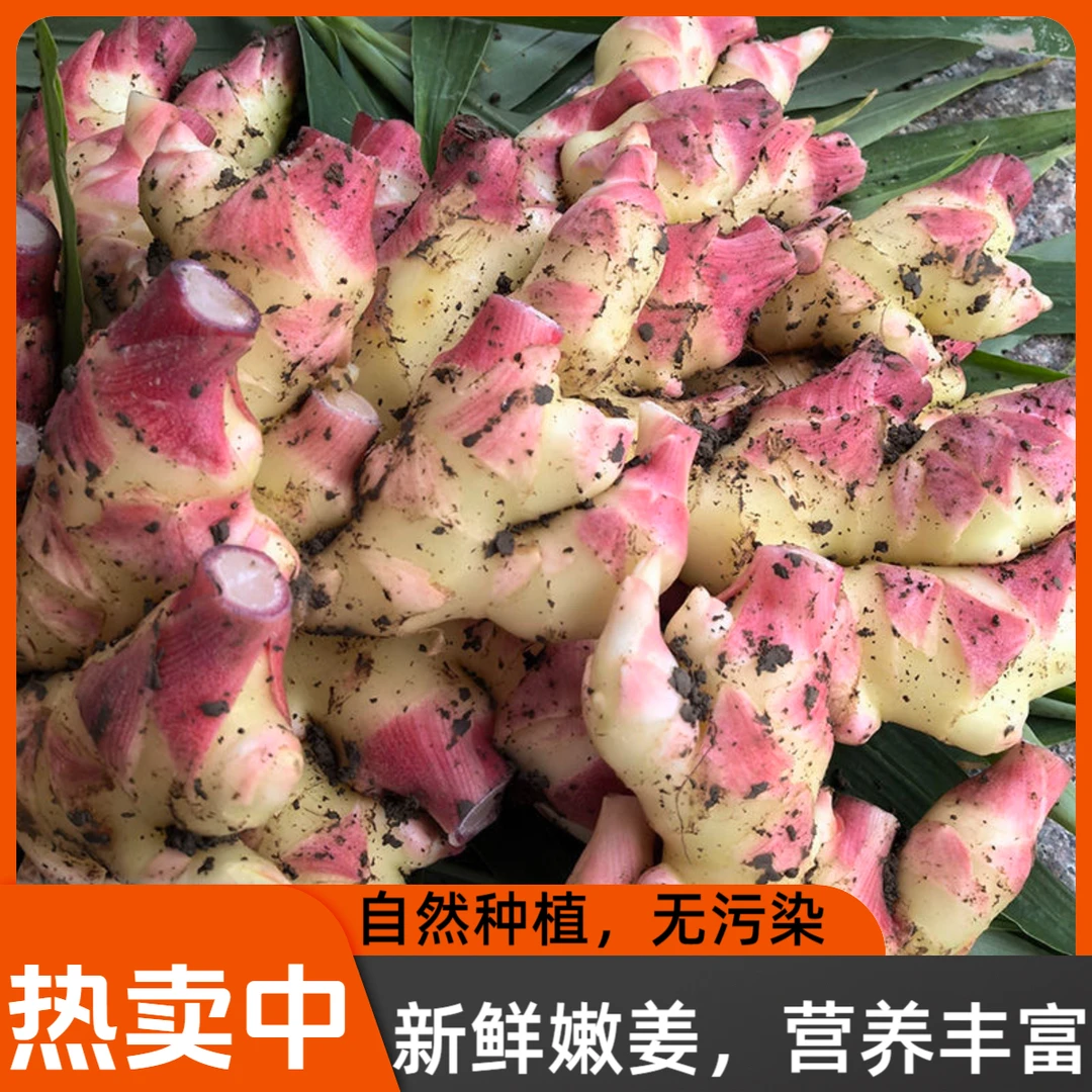 云南高山新鲜现挖小黄姜辛辣浓郁煲汤炒菜好调料