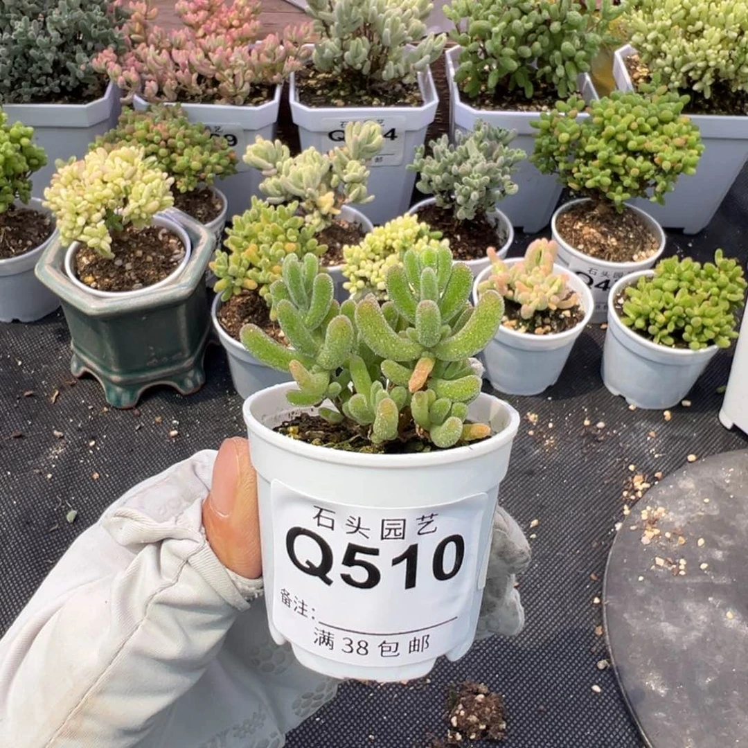 多肉植物枝干钻石黄化锦1颗
