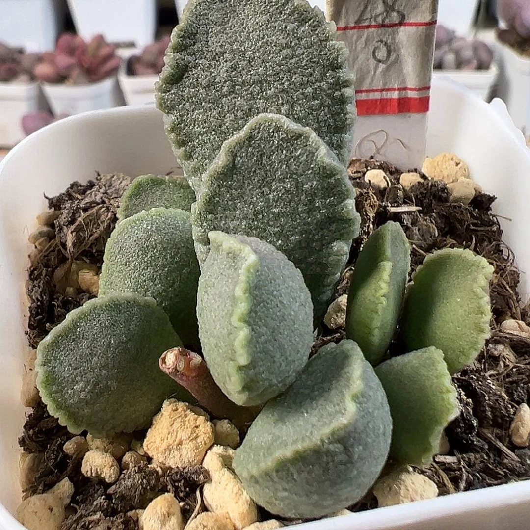 绿色系实生新品多肉水泡植物