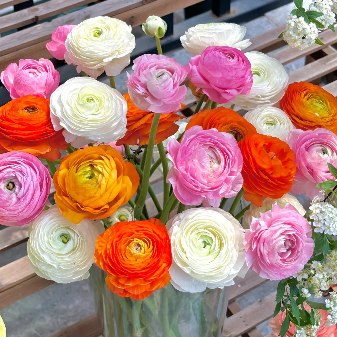 富贵洋牡丹18元一份