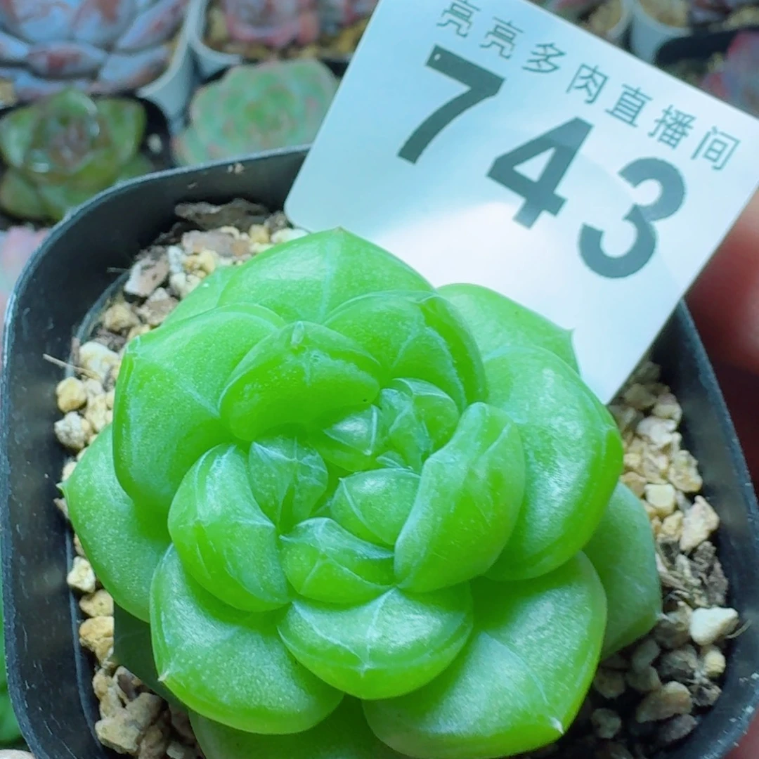 绿体珍妮            精美多肉植物