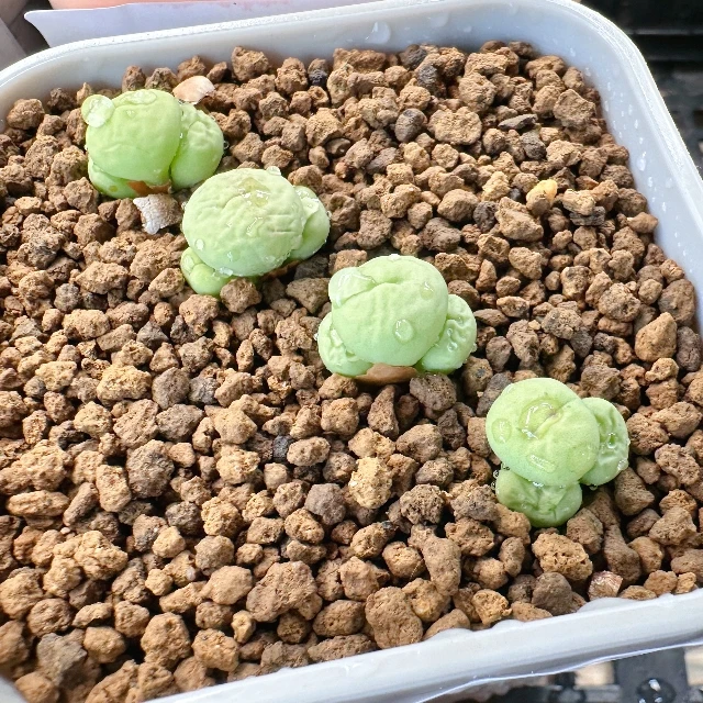 23多肉植物肉锥红嘴一颗