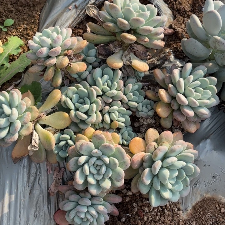 @***°白鹭   25