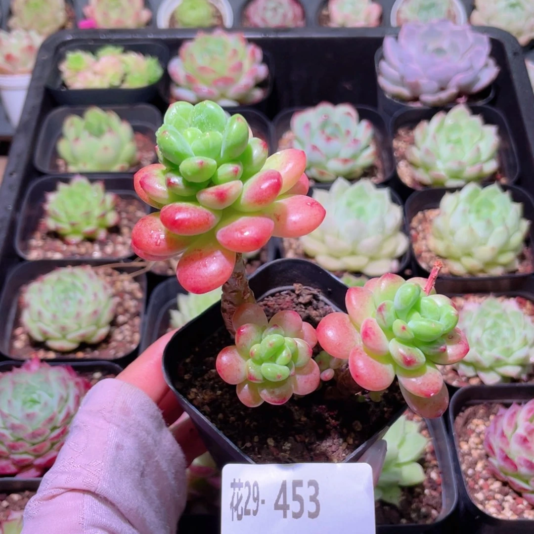 花利美29-453香格里拉