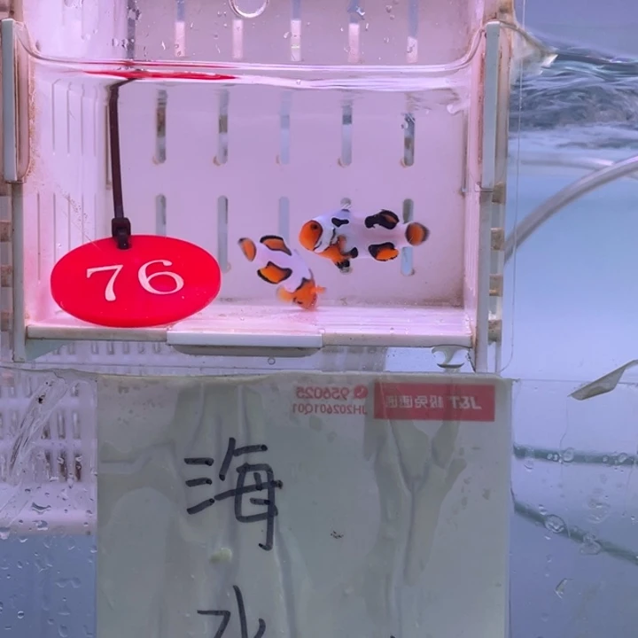 2-5公热带海域毕加索2条3-4
