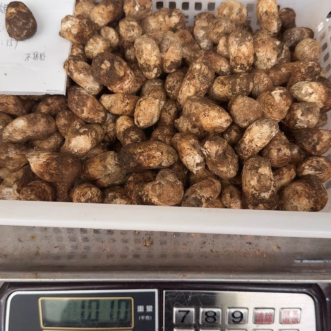 2***5青头菌中国大陆菌子