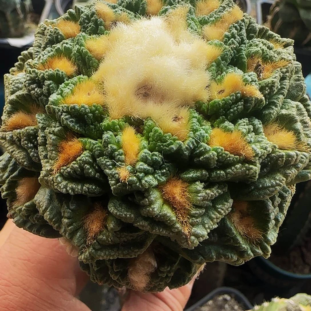 金毛老龟甲327仙人球