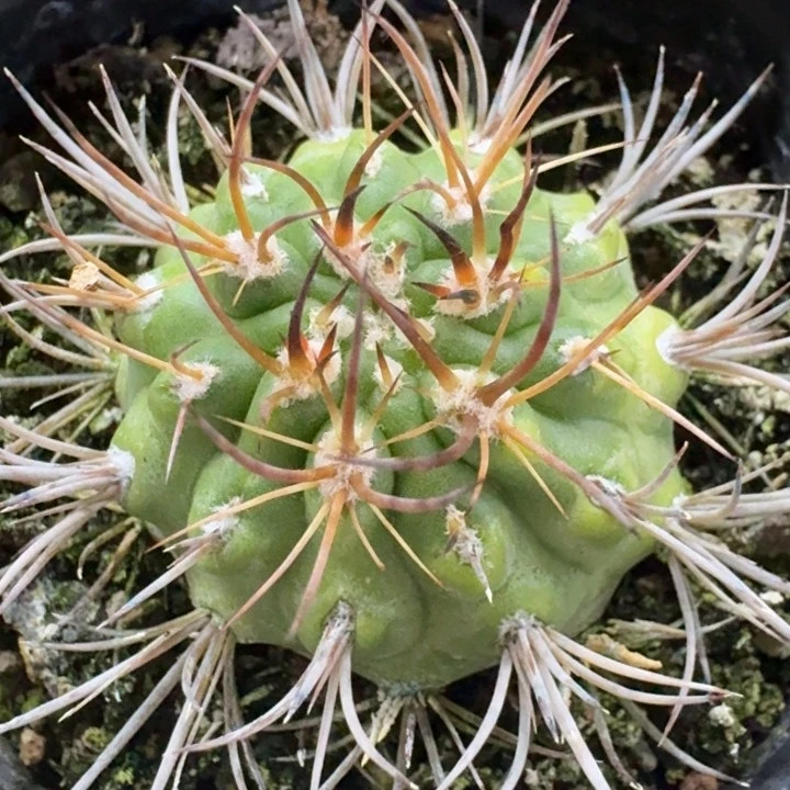 逆豹丸自根仙人球