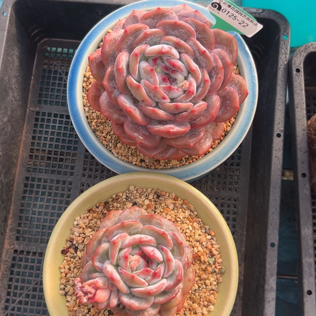 多肉一物一拍0125-22