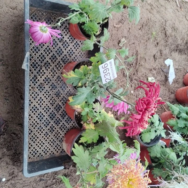 完全开放土球剪花发货老根无售后一物一拍16.8