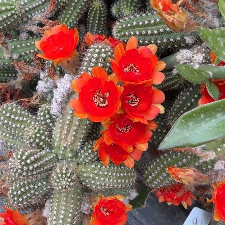 白檀仙人掌747侧芽一个