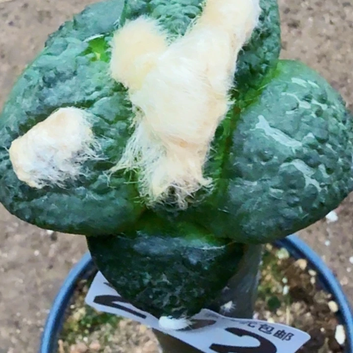 ****刂无花朵福利大尤连山272