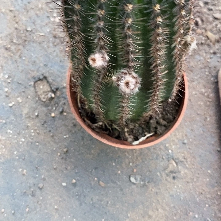 尼桑仙人球3578765