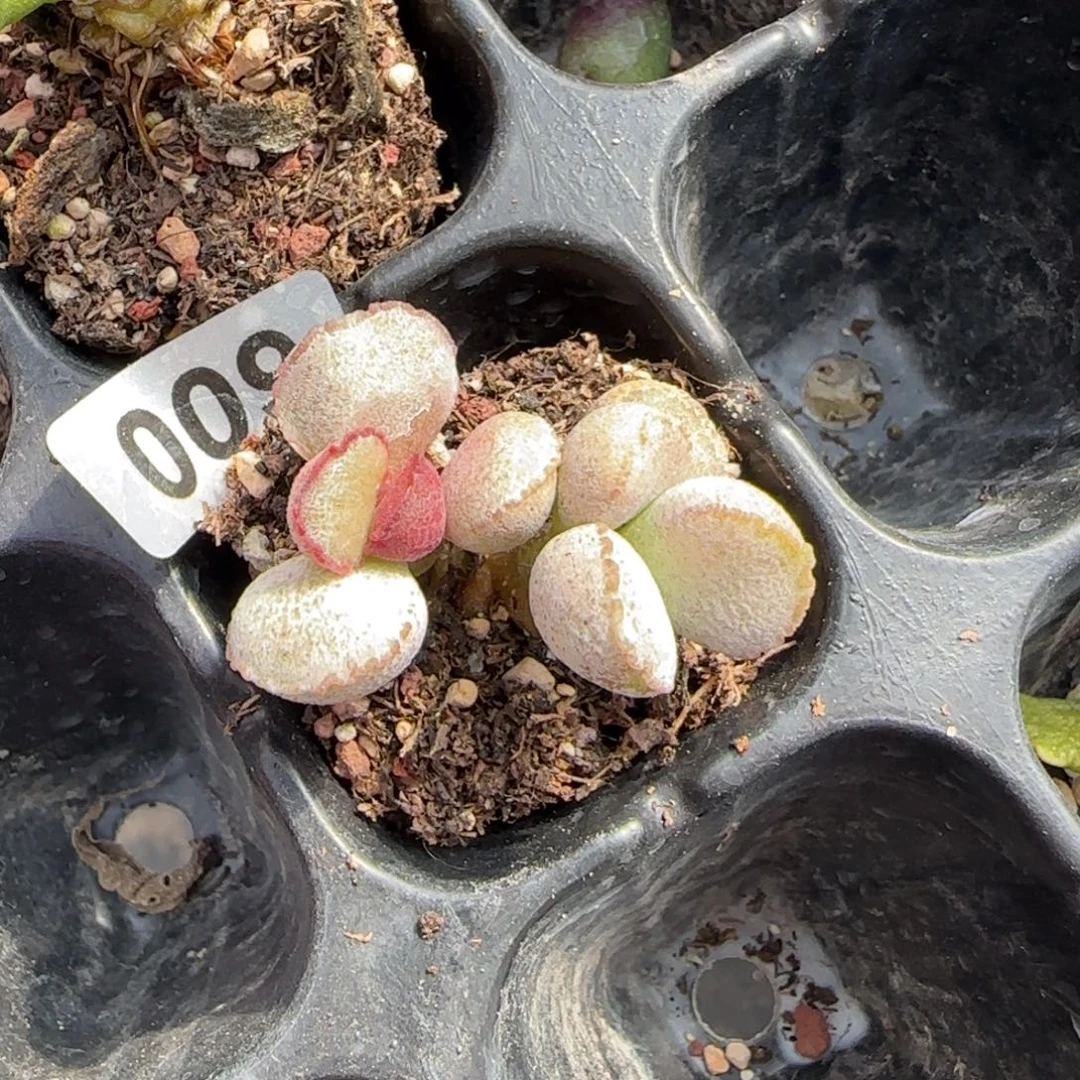 磨砂蛋多肉植物水泡009
