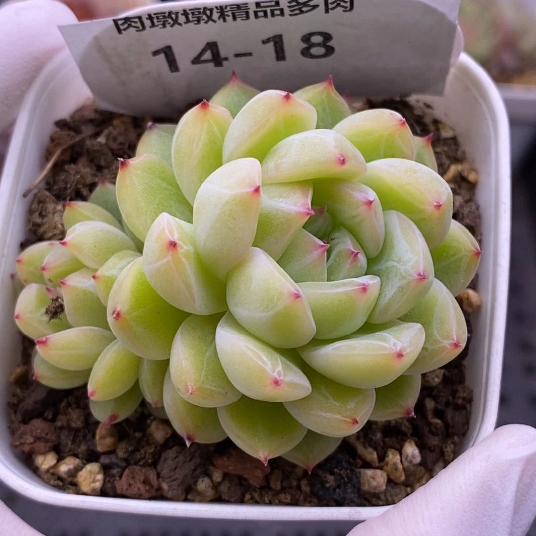 【闪购商品】14-18雪花珍妮