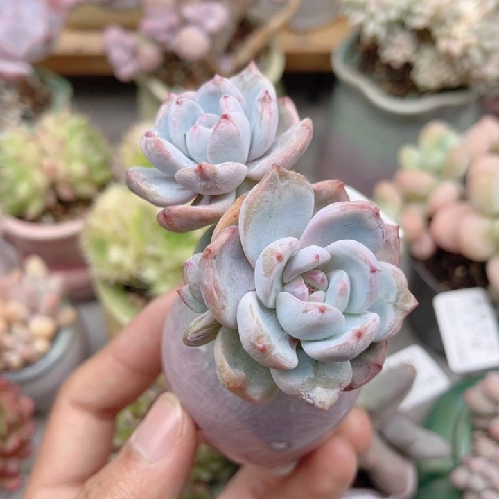 292 老桩石榴籽。