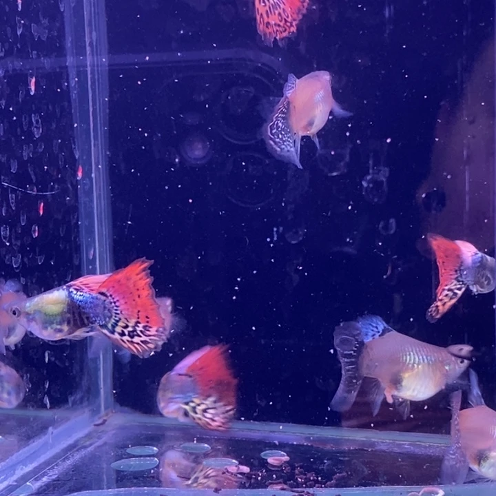 孔雀鱼龙球5对包邮