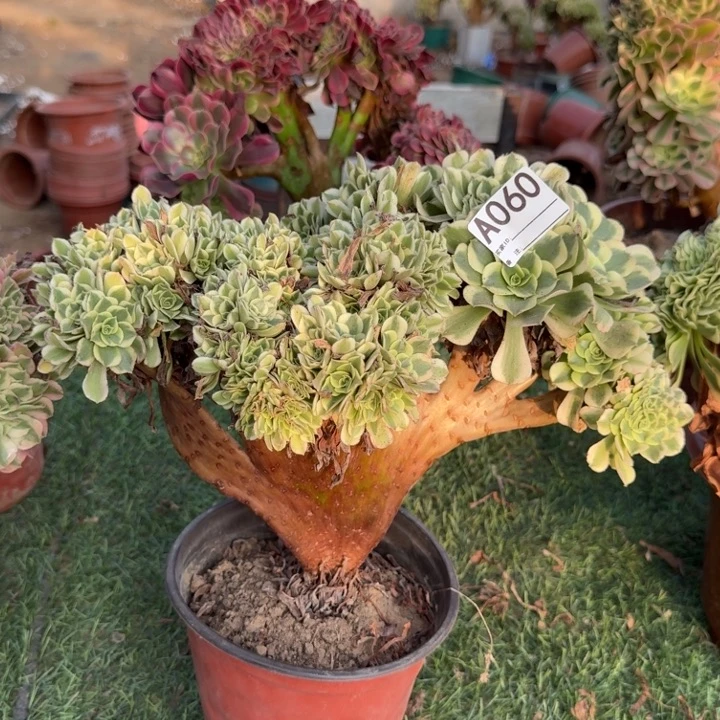 绿豆沙自然朵朵缀化060