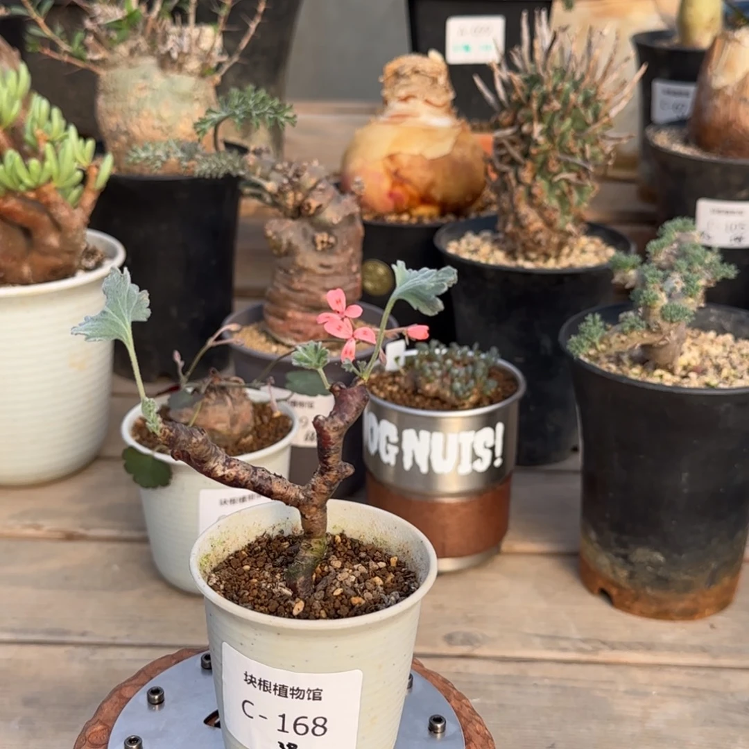 168枝干洋葵满50包邮