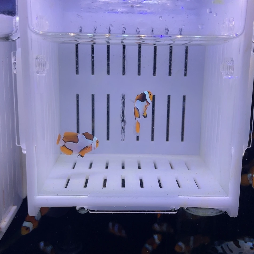 海水鱼十字纹配飞机纹毕加索黑卡 2.5-3cm