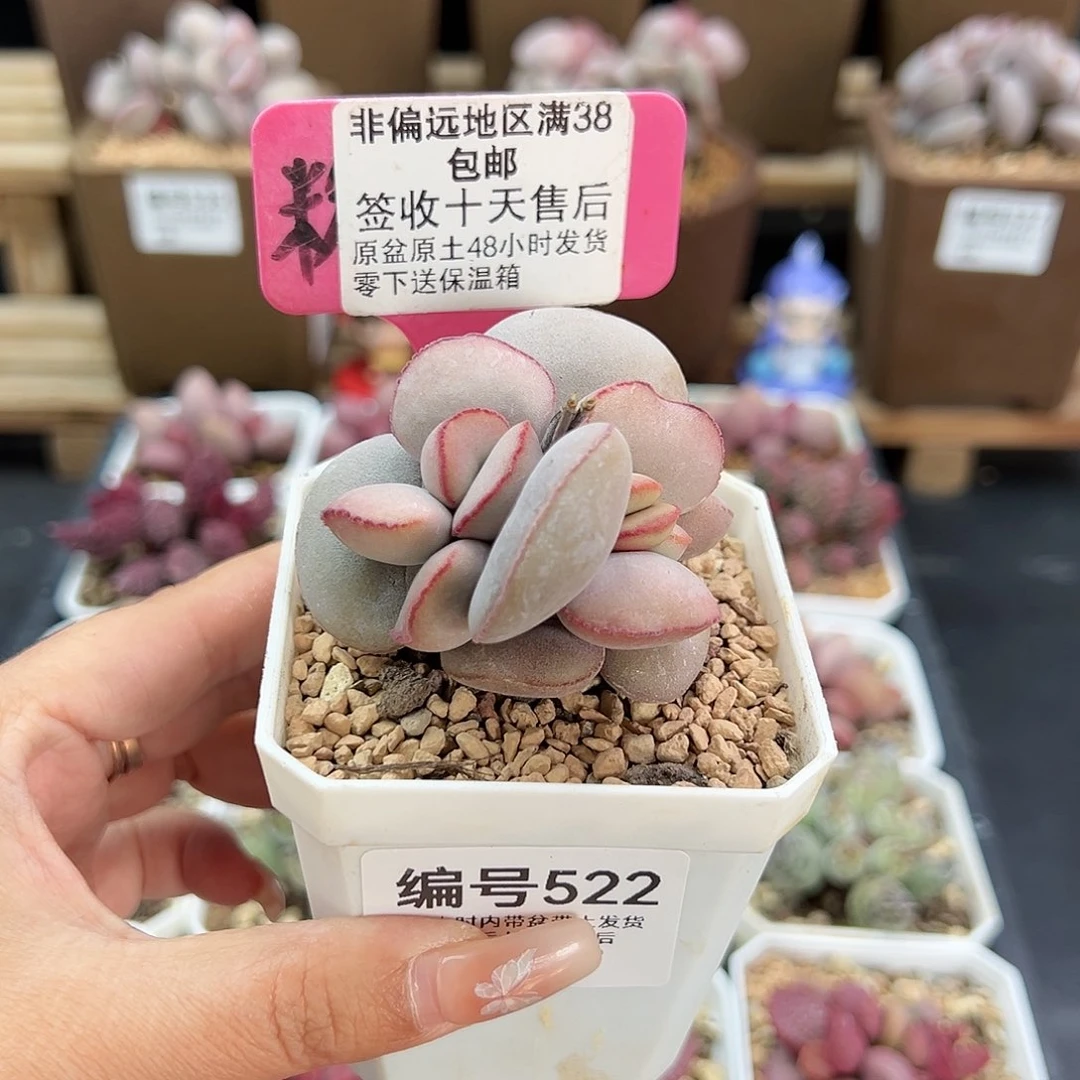 522白肌红蛋多肉植物