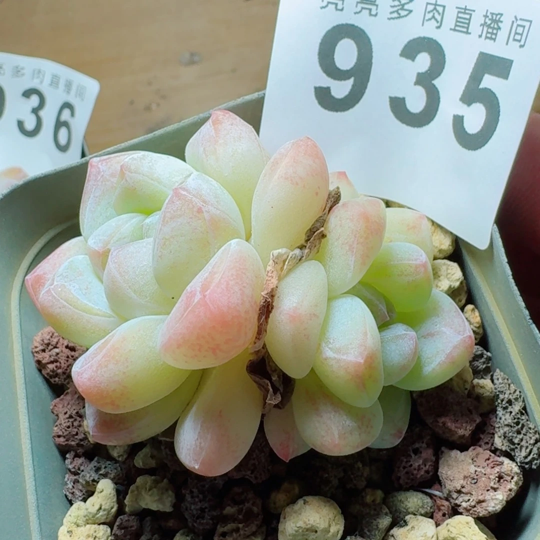 白冰玉            精美多肉植物