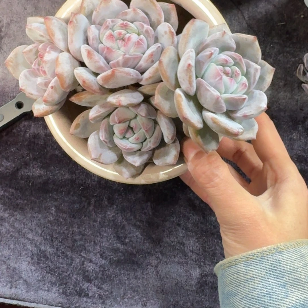 星影石榴籽4头有砍一物一拍